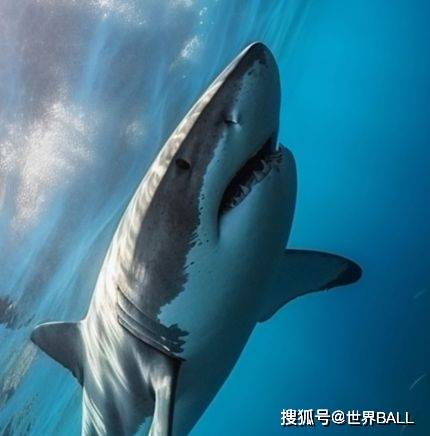 我是一头善变的狼:明尼苏达森林狼队徽演变史